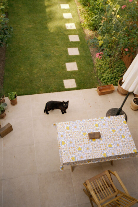 Aerial lifestyle image of a cat on a garden patio.