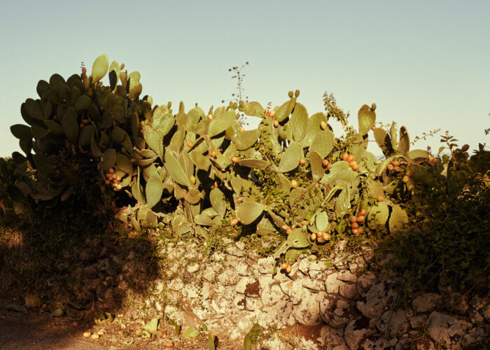 Travel photograph of a prickly pear cactus beside a stone wall.
