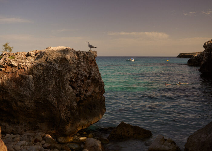 Coastal landscape of a rocky shoreline with a seabird.